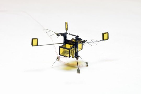 RoboBee