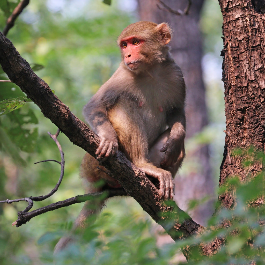 Cloning Monkeys