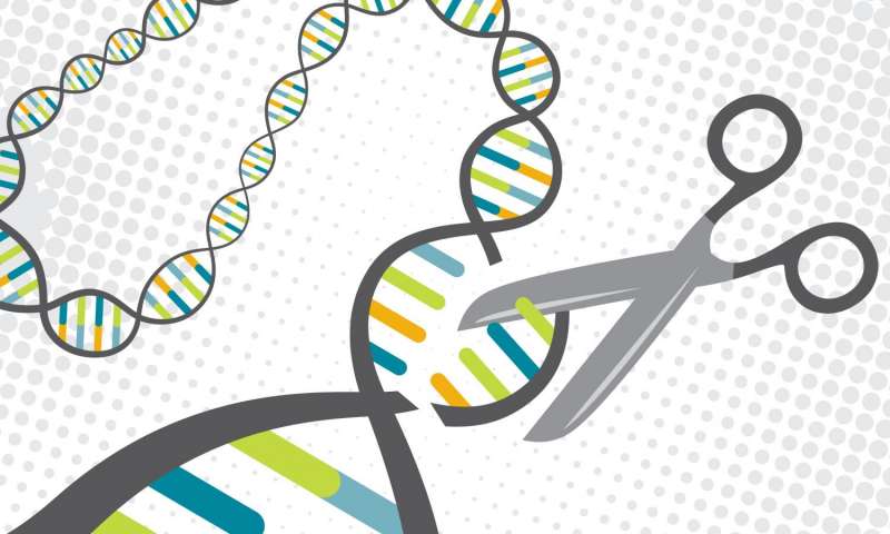 Fixing Genetic Diseases with the CRISPR Process