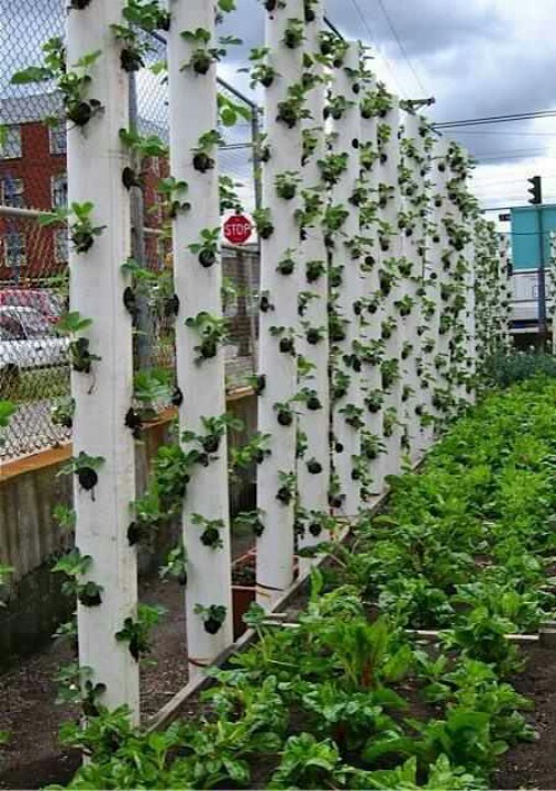 How+To+Construct+And+Design+A+Vertical+Gardening+Pipe