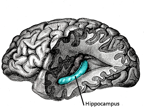 The hippocampus is located in the lower portion of the brain and is responsible for processing and storing memories and emotions.