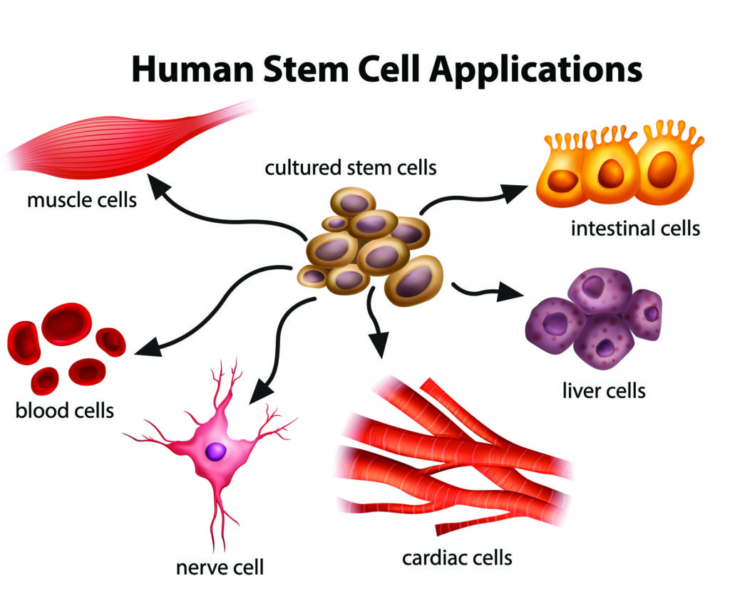 Hearts+Made+of+Adult+Stem+Cells