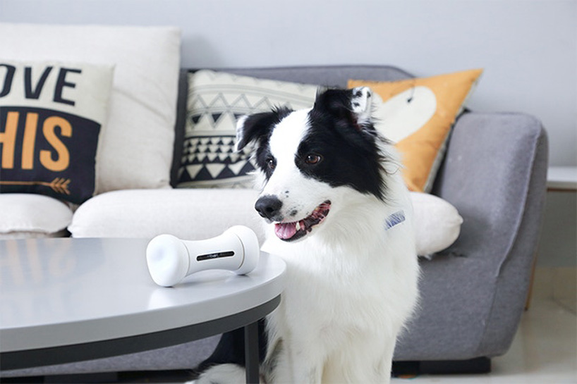 The Interactive Dog Toy
