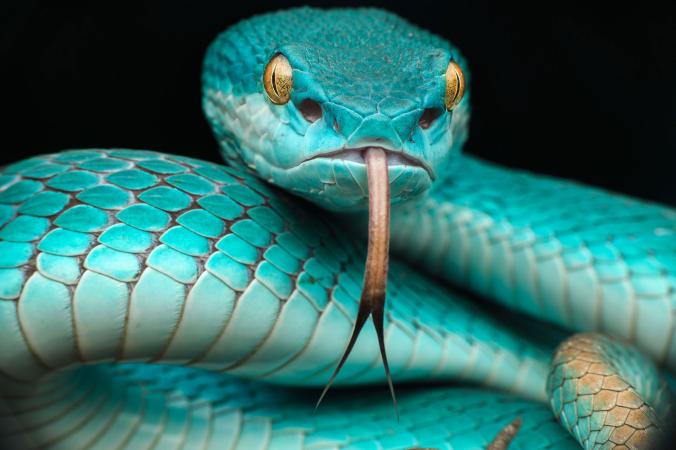 A blue snake with yellow eyes is flicking its tongue out