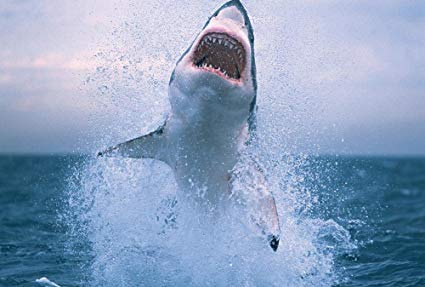 A Great White shark is jumping out of the water with its mouth open.
