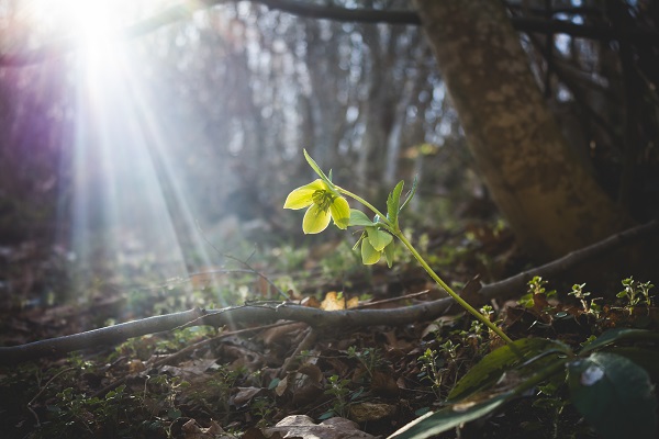 Green flower in the woods on sunlight. Sunflare and hellebore in forest. Natural seasonal landscape using as backgrounds or wallpapers. Perspective of beautiful scenery plants in nature.