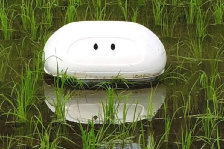 A white, flat vacuum looking robot floats on the shallow water of rice fields.