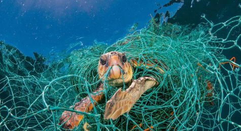 Turtle intertwined in fishnet. Photographer: Jordi Chias