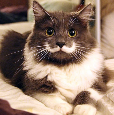 Cat with mustache