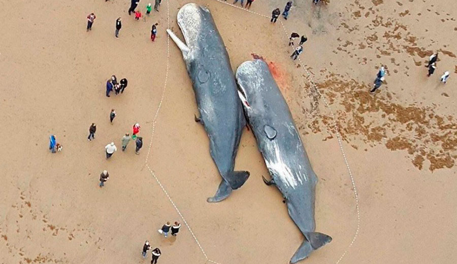 Two dead sperm whales on a beach in Germany  Source: https://www.theinertia.com/environment/13-sperm-whales-found-dead-with-stomachs-full-of-plastic-trash/