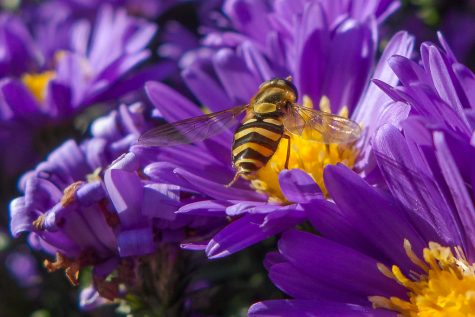 Shows a yellow bee on a purple flower.  Purple and Gold by Ed Suominen is licensed under CC BY-NC 2.0 