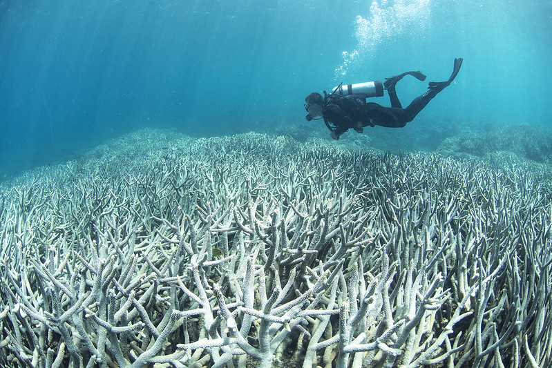 Coral+bleaching+at+Heron+Island+Feb+2016_credit+The+Ocean+Agency+%2F+XL+Catlin+Seaview+Survey+%2F+Richard+Vevers+by+%23StopAdani+is+licensed+under+CC+BY+2.0