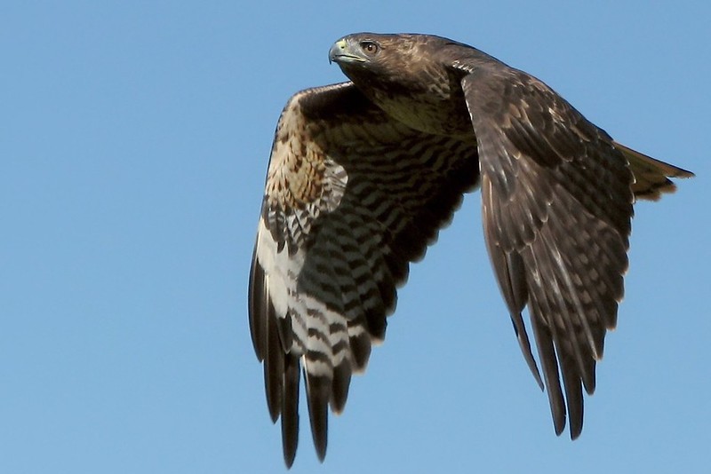Redtailed hawk, close by wolfpix is licensed under CC BY-ND 2.0