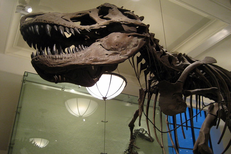 NYC+-+AMNH%3A+Hall+of+Saurischian+Dinosaurs+-+Tyrannosaurus+Rex+by+wallyg+is+licensed+under+CC+BY-NC-ND+2.0