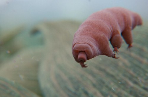Tardigrade (Water Bear) by yourlocal-t-rex is marked with CC PDM 1.0