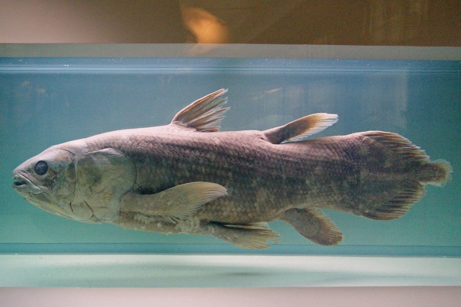 Coelacanthe by sybarite48 is licensed under CC BY 2.0