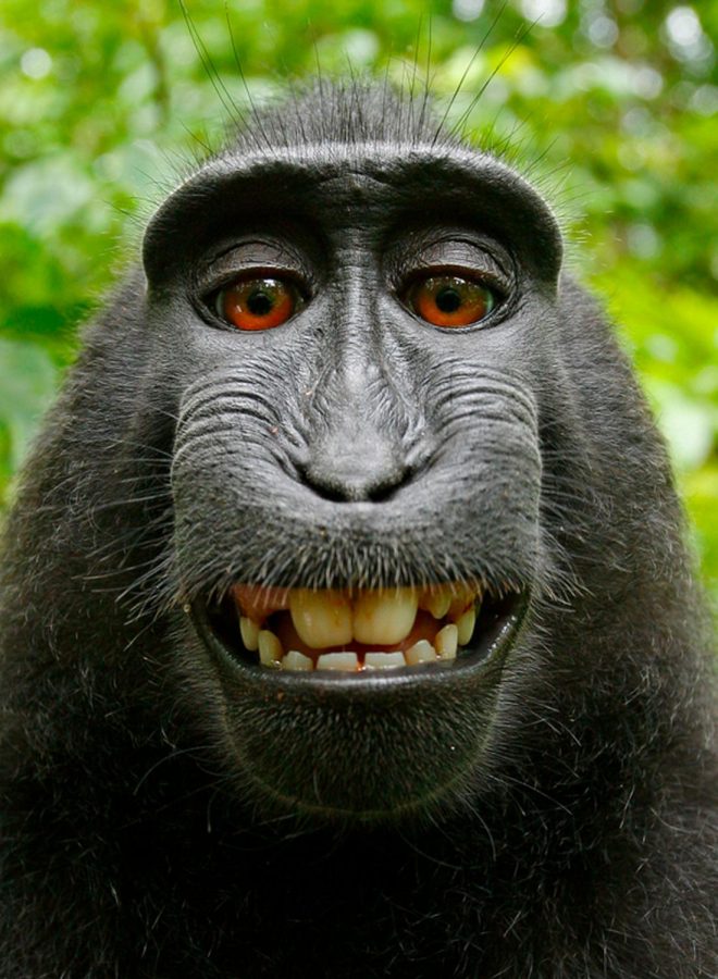 https%3A%2F%2Fwww.nbcnews.com%2Fnews%2Fus-news%2Ffederal-appeals-court-rejects-monkey-selfie-suit-n868501