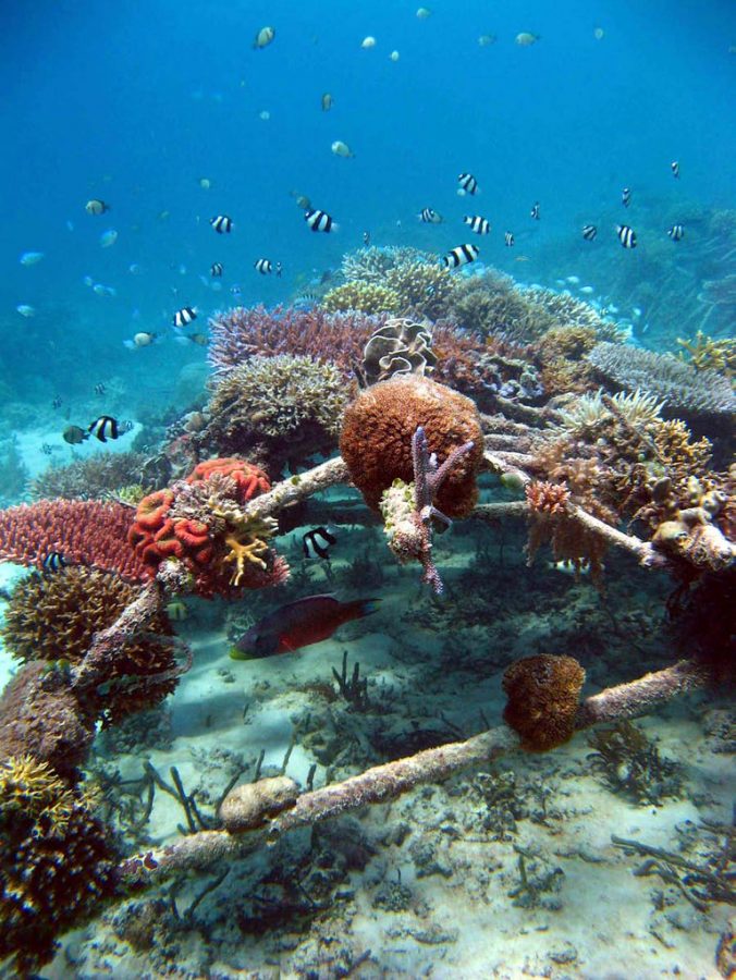 Biorock+Reef+Indonesia+by+USFWS+Headquarters+is+licensed+with+CC+BY+2.0.+To+view+a+copy+of+this+license%2C+visit+https%3A%2F%2Fcreativecommons.org%2Flicenses%2Fby%2F2.0%2F