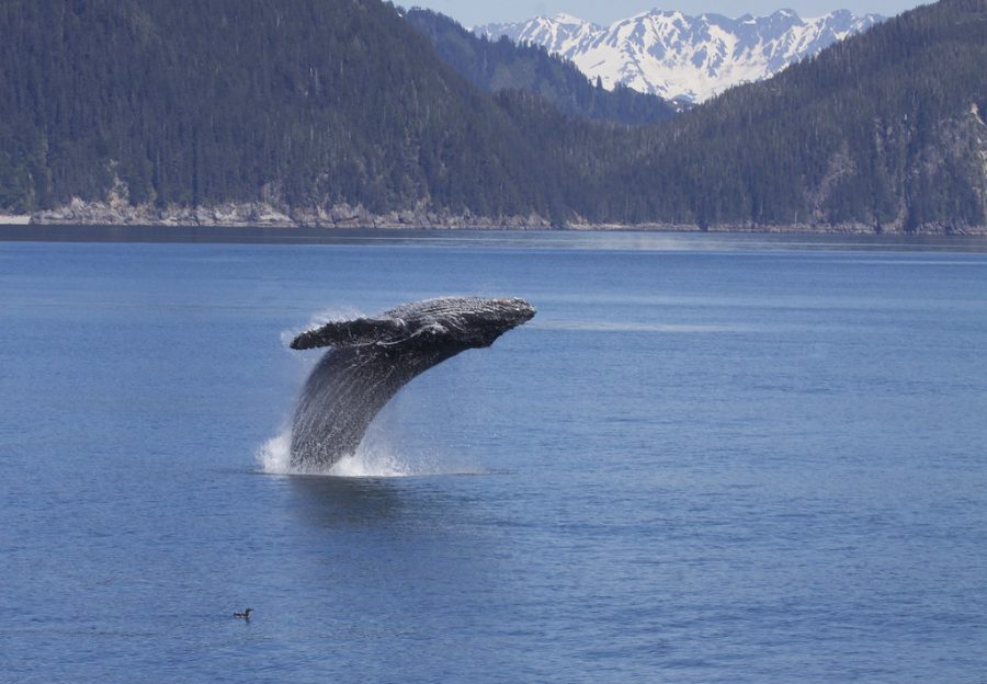 Breaching+Humpback+Whale+%28Megaptera+novaeangliae%29+by+Gregory+Slobirdr+Smith+is+licensed+with+CC+BY-SA+2.0.+To+view+a+copy+of+this+license%2C+visit+https%3A%2F%2Fcreativecommons.org%2Flicenses%2Fby-sa%2F2.0%2F