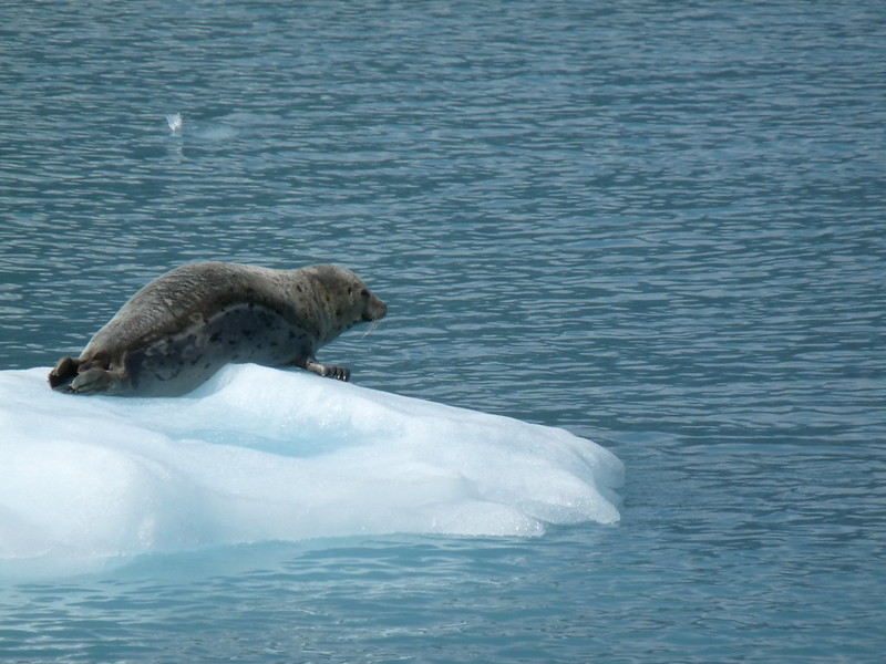 Harbor+seal+on+ice%2C+Prince+William+Sound%2C+Alaska+by+AlaskaNPS+is+licensed+under+CC+BY+2.0