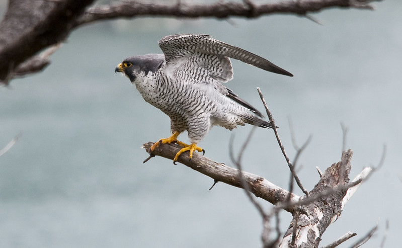 Male Peregrine Falcon by USFWS Headquarters is licensed under CC BY 2.0