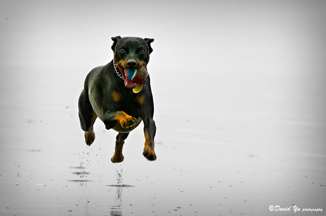 dog+by+davidyuweb+is+licensed+under+CC+BY-NC+2.0