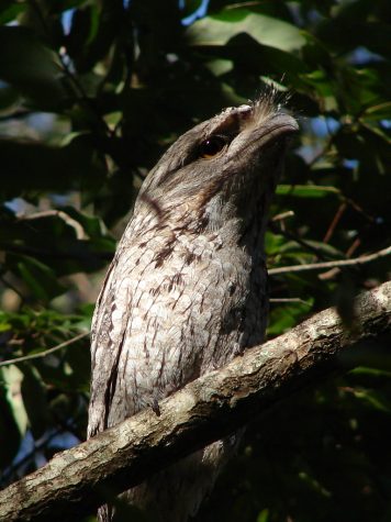 Tawny Frogmouth by Tatters ✾ is licensed under CC BY 2.0