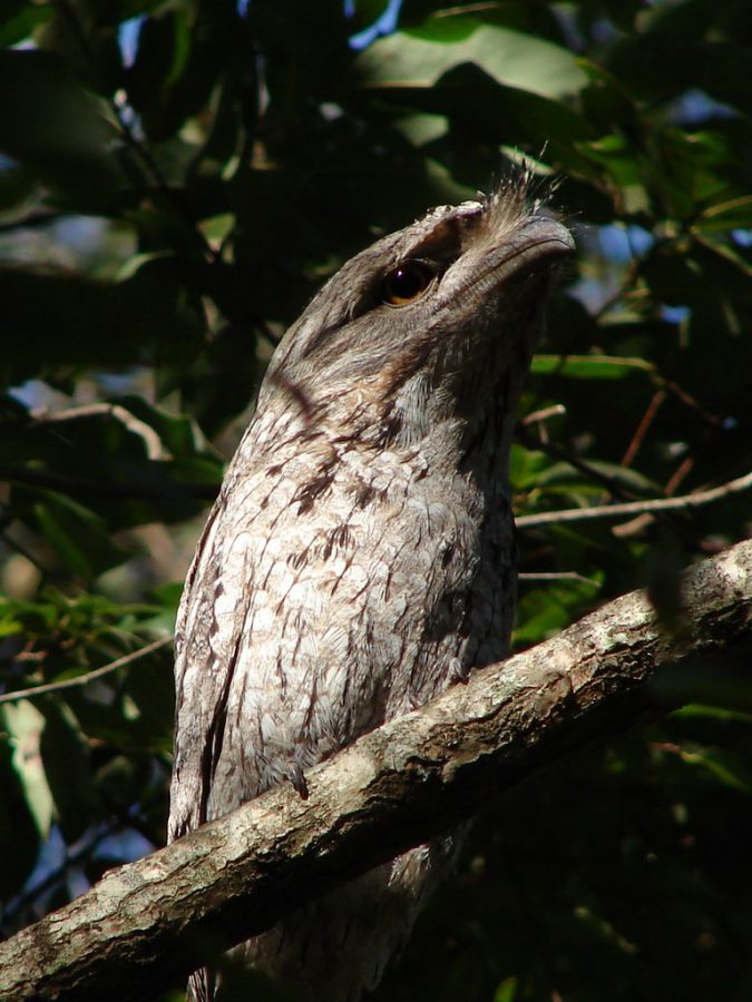 Tawny+Frogmouth+by+Tatters+%E2%9C%BE+is+licensed+under+CC+BY+2.0