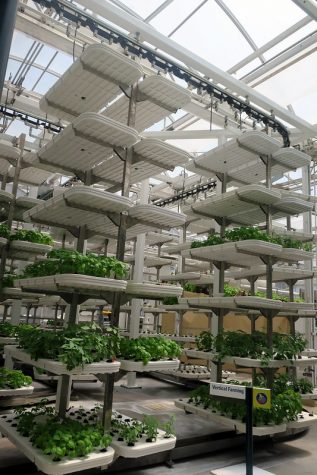 Disney World: Epcot - Living with the Land - Vertical Farming by wallyg is licensed under CC BY-NC-ND 2.0