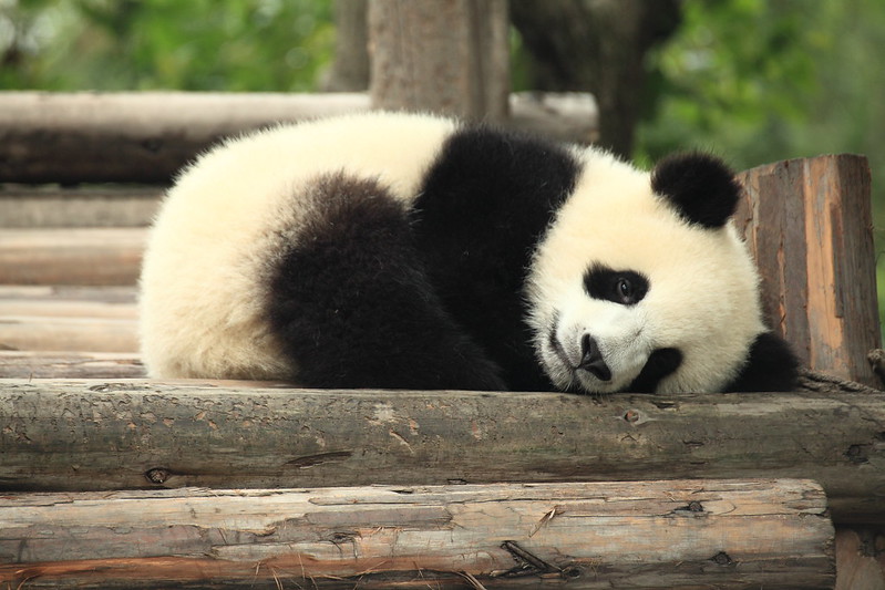 Image Source:  Panda by George Lu is licensed under CC BY 2.0