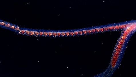 Siphonophore by Papahānaumokuākea Marine National Monument is marked with CC PDM 1.0