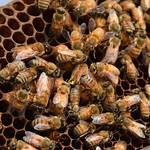 Bees - Why Are They Important?