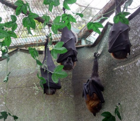 Sleeping bats by YuvalH is licensed under CC BY 2.0