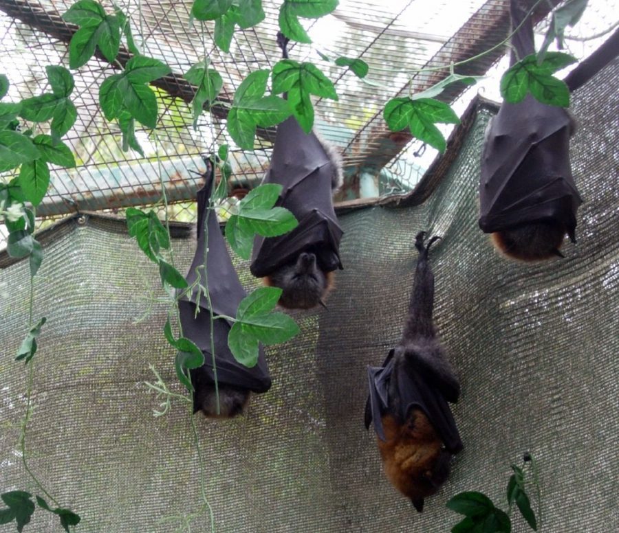 Sleeping+bats+by+YuvalH+is+licensed+under+CC+BY+2.0