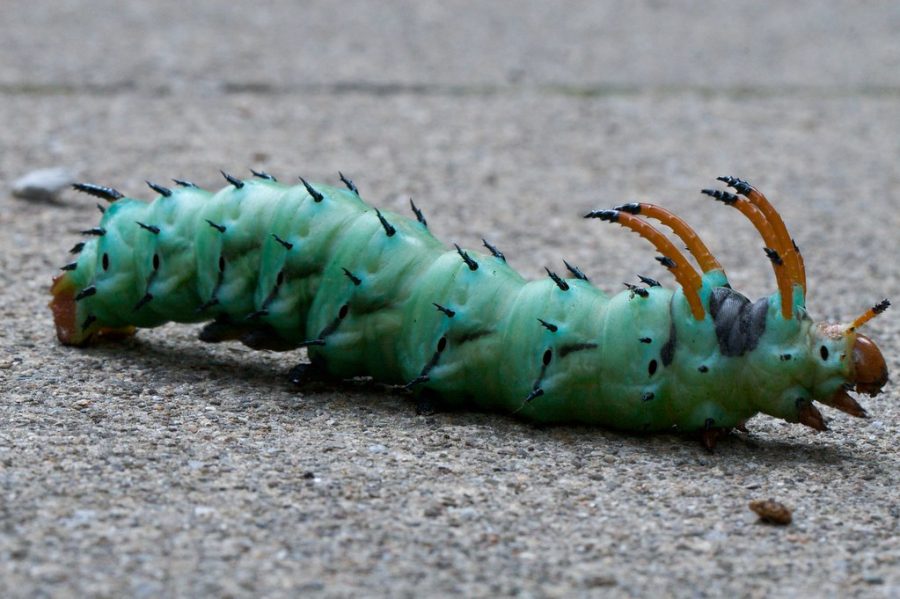 Hickory Horned Devil Caterpillar by Chiots Run is licensed under CC BY-NC 2.0