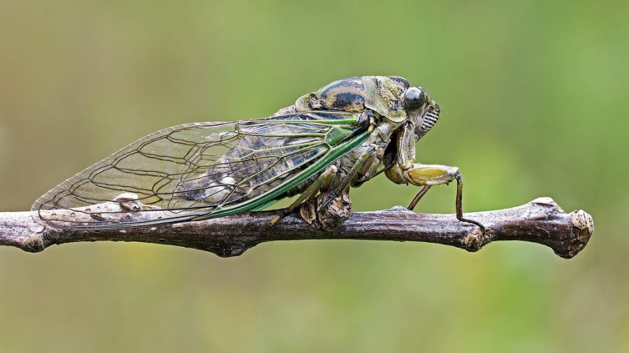Neotibicen linnei linnes annual cicada by Tibor Nagy is licensed under CC BY-NC 2.0