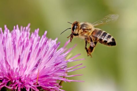 What Would Happen If Bees Went Extinct?
