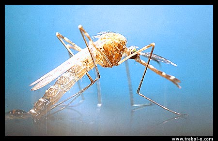 Mosquito emergiendo by trebol_a is licensed under