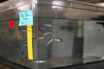 "Zebrafish in Research Lab for Animal Testing" by www.understandinganimalresearch.org.uk is marked with CC BY 2.0.