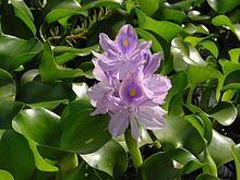 Eichhornia crassipes (water hyacinth), a noxious weed that devastates watersheds and local communities (Image credits: Wikipedia)