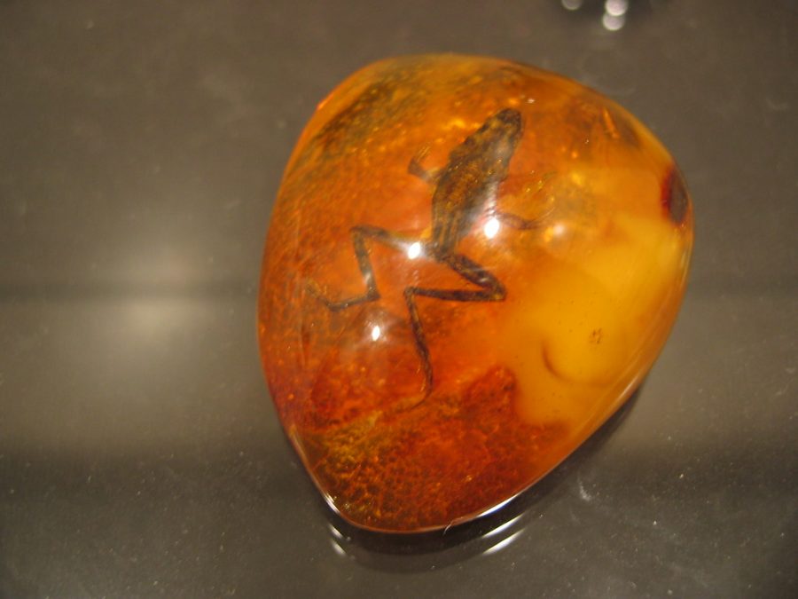 Fossil frog in baltic amber -- or not! by thomasina is marked with CC BY-NC-SA 2.0.