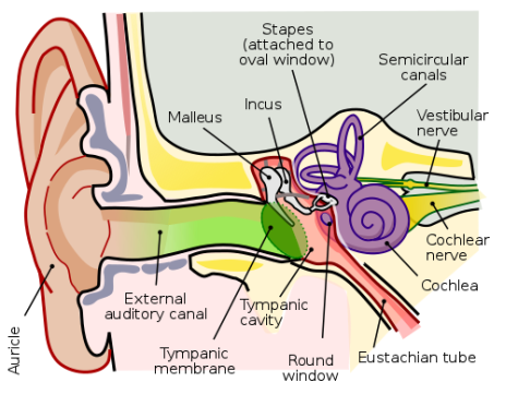 File:Anatomy of the Human Ear.svg by Lars Chittka; Axel Brockmann is licensed under CC BY 2.5.