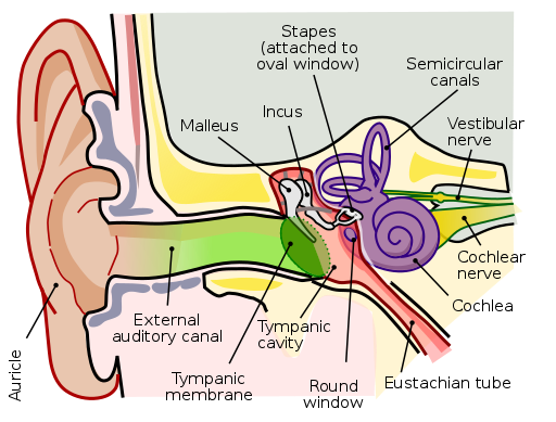 "File:Anatomy of the Human Ear.svg" by Lars Chittka; Axel Brockmann is licensed under CC BY 2.5.