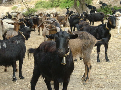 goat herd by Malingering is licensed under CC BY-NC-ND 2.0.
