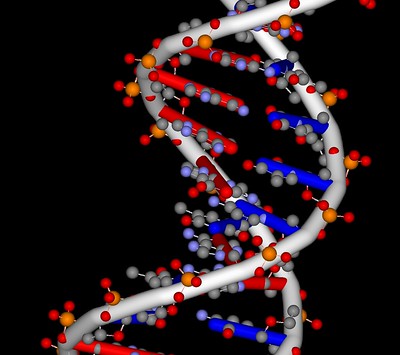 DNA by ghutchis is licensed under CC BY-ND 2.0. To view a copy of this license, visit https://creativecommons.org/licenses/by-nd/2.0/?ref=openverse.
