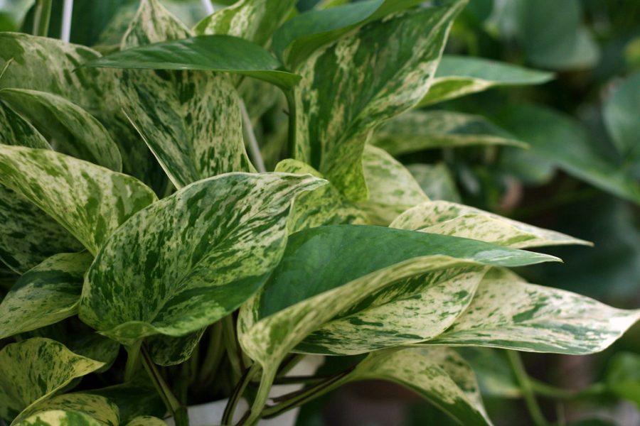 Pothos Marble Queen by ProBuild Garden Center is licensed under CC BY-ND 2.0.