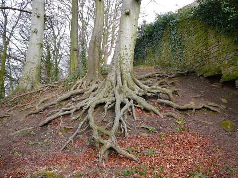 Tree roots by Tim Green aka atoach is licensed under CC BY 2.0.