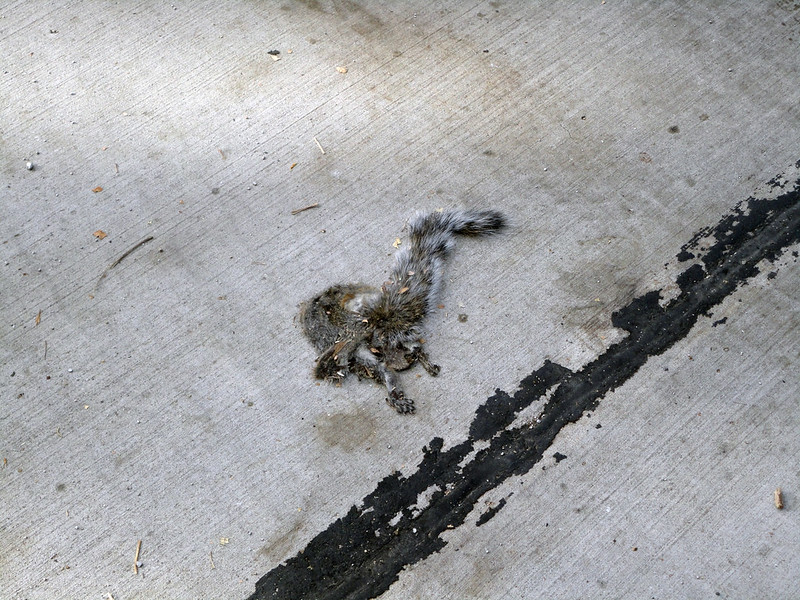 Im sorry but it looks like a cartoon squirrel that hit the road head first after falling out of a tree by benchilada is licensed under CC BY-NC-SA 2.0.