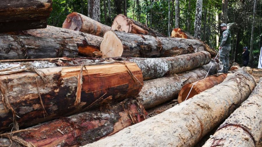 Fighting Deforestation