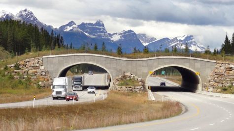 Wildlife crossing overpass.
Wildlife overpass Trans-Canada Hwy between Banff and LakeLouise Alberta by WikiPedant is licensed under CC BY-SA 4.0.
Image from Wikipedia